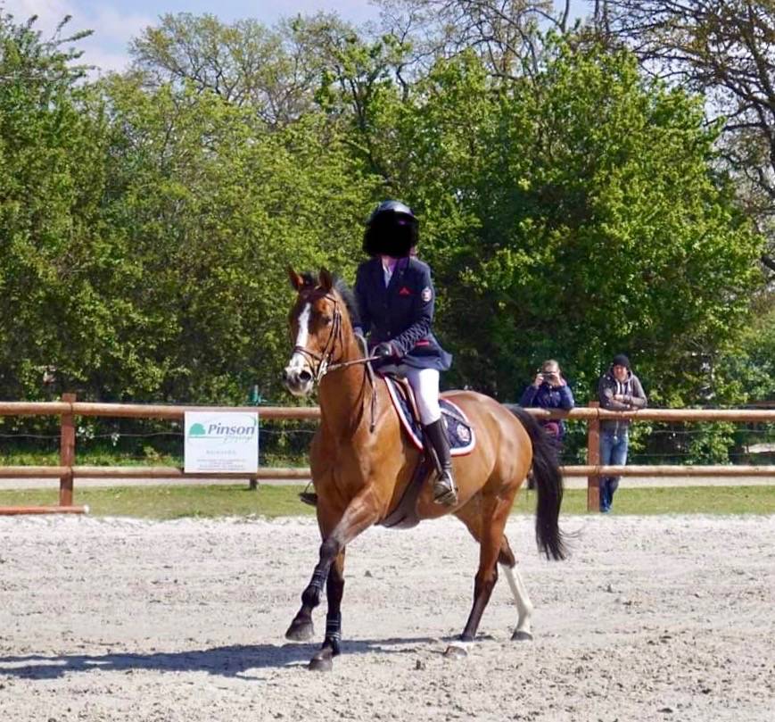 Mare Selle Français For sale 2011 Bay