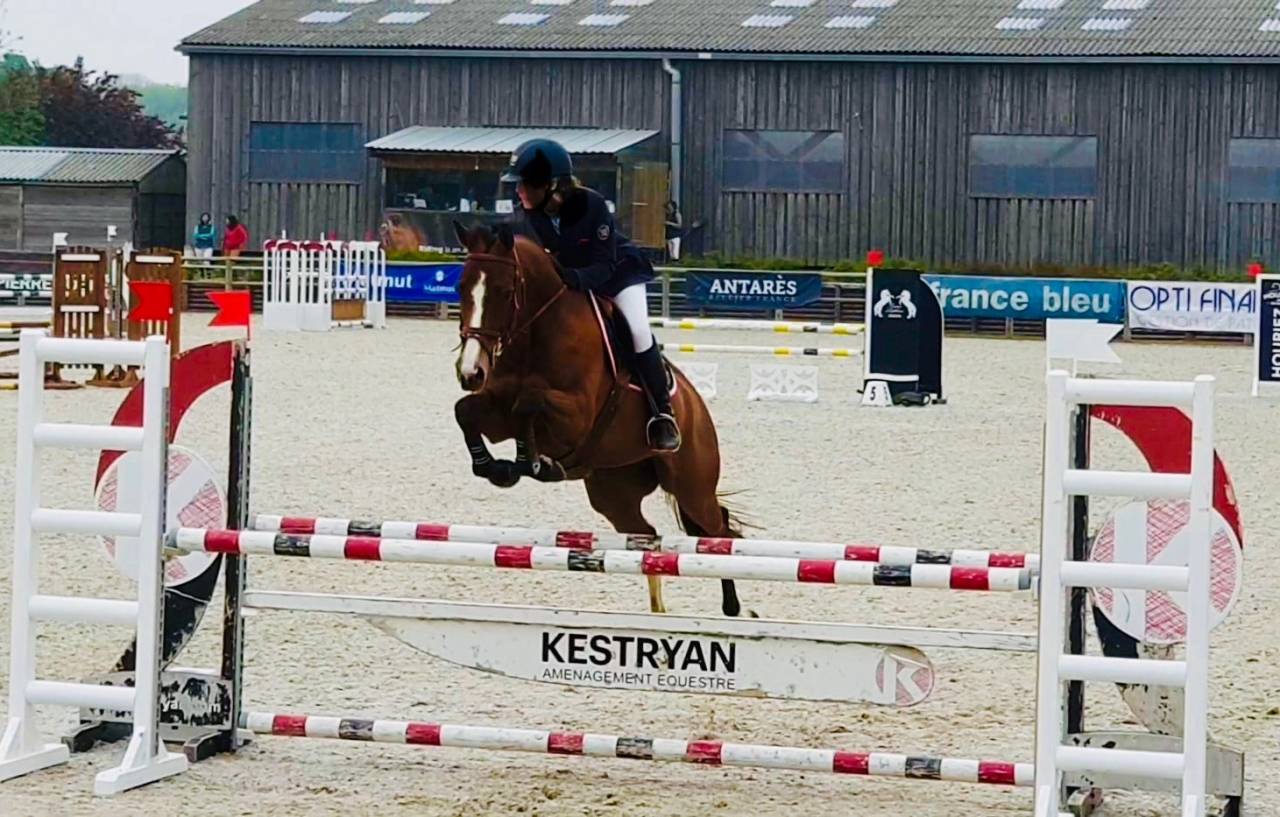 Mare Selle Français For sale 2011 Bay