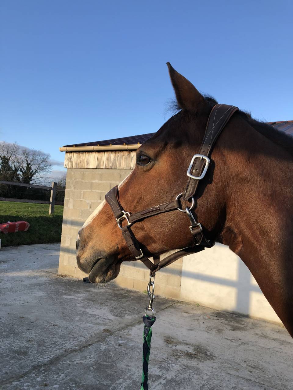 Mare Selle Français For sale 2011 Bay