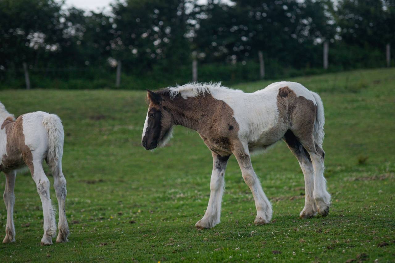 Filly Gypsy Cob For sale 2025 Coloured