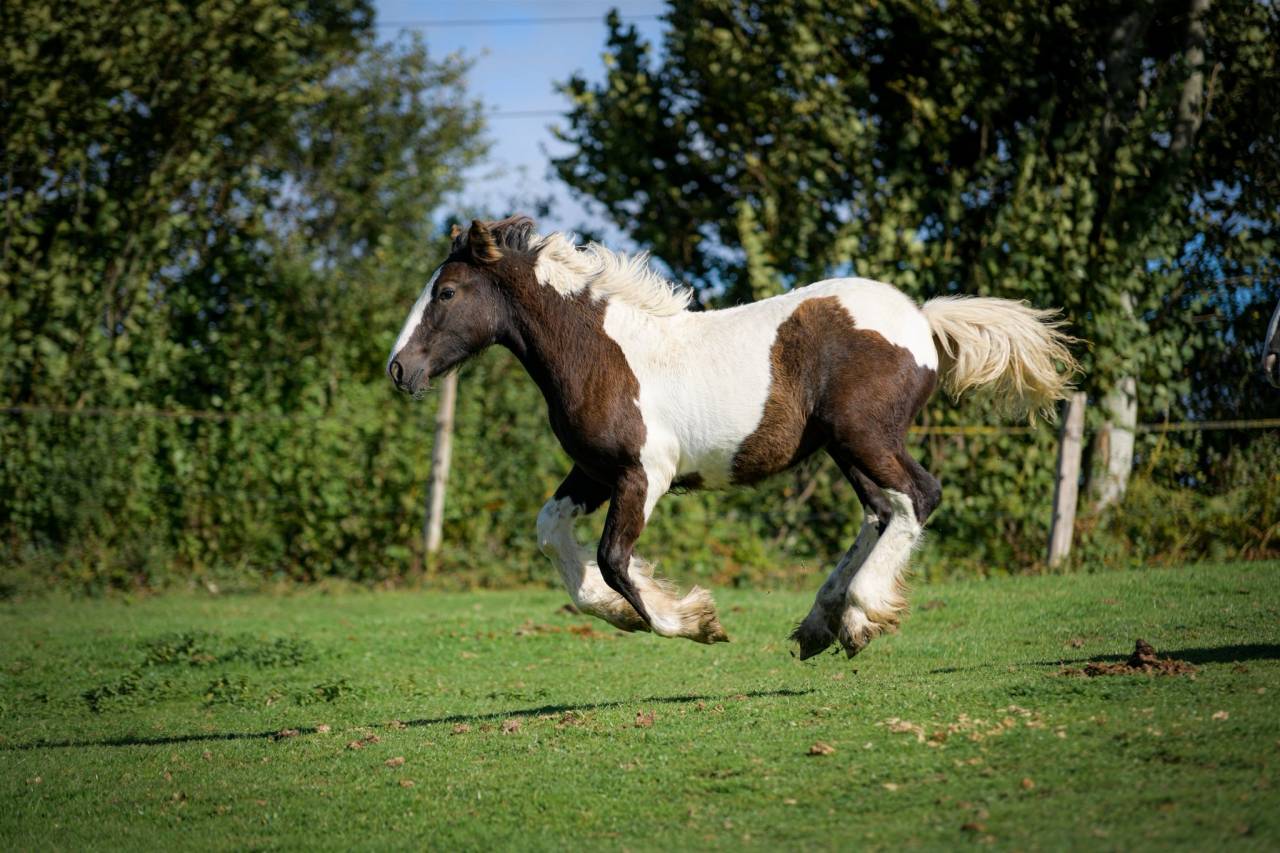 Filly Gypsy Cob For sale 2025 Coloured