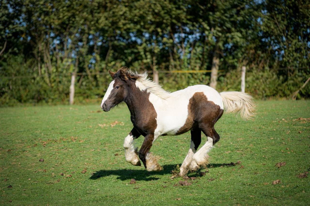 Filly Gypsy Cob For sale 2025 Coloured