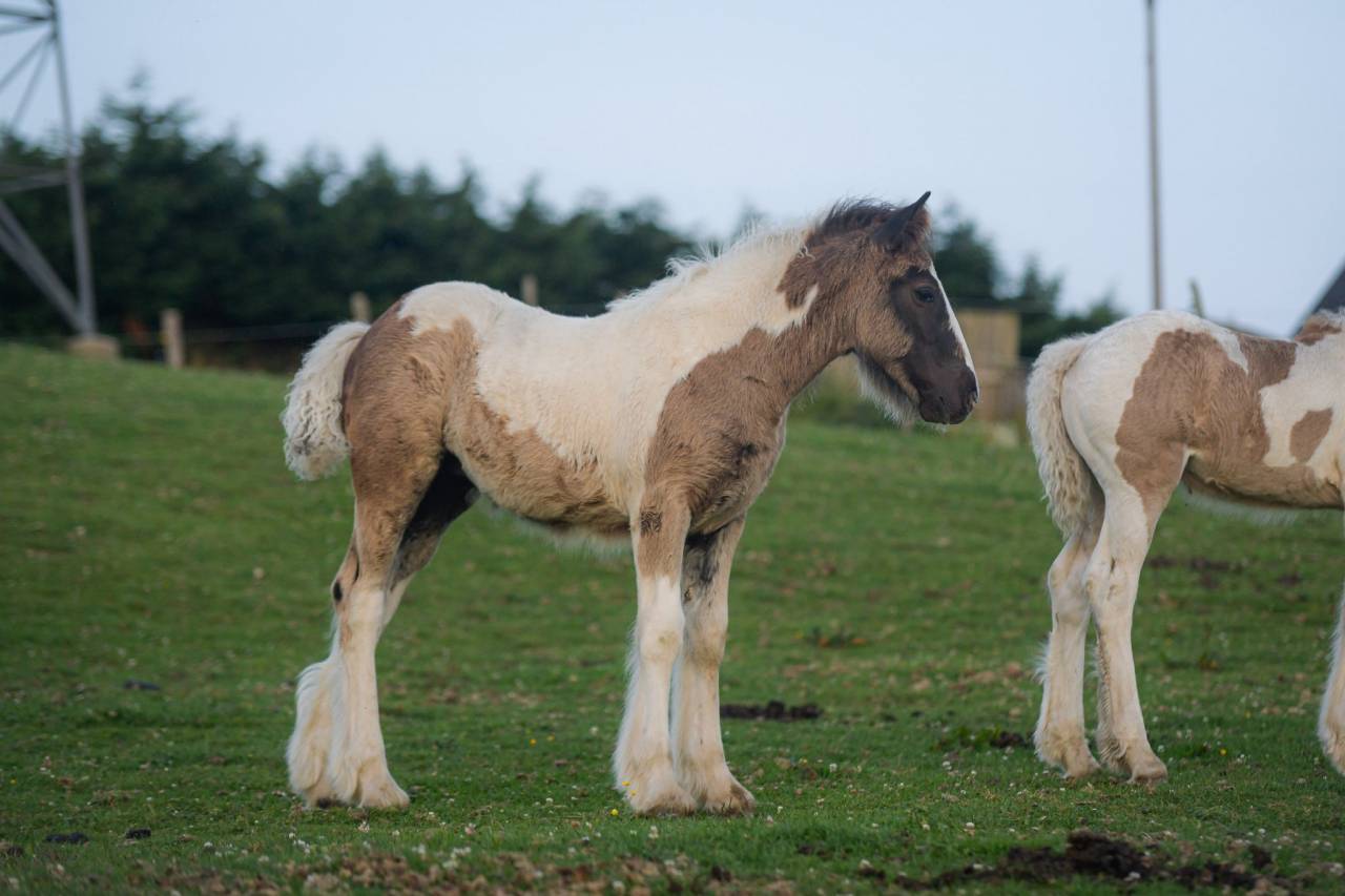 Filly Gypsy Cob For sale 2025 Coloured