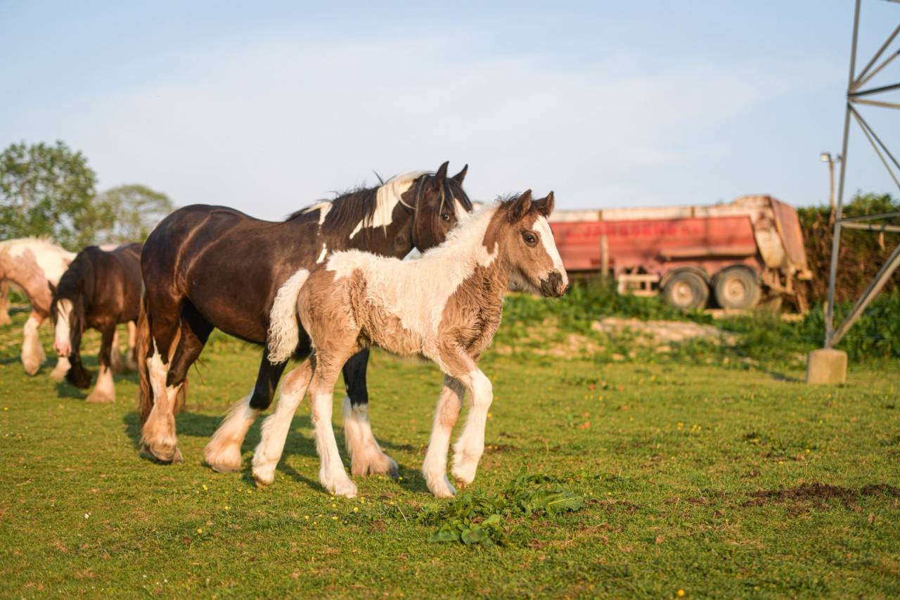 Filly Gypsy Cob For sale 2025 Coloured