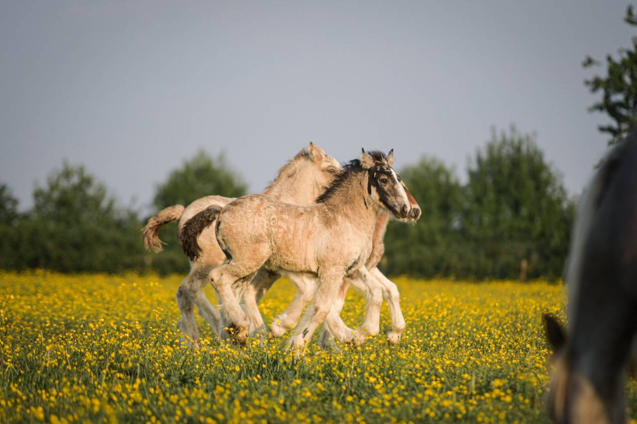 Filly Gypsy Cob For sale 2025 Buckskin