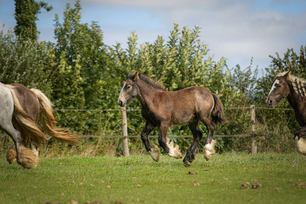 Filly Gypsy Cob For sale 2025 Buckskin