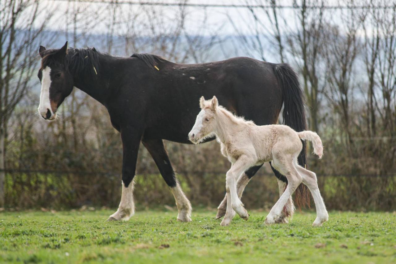 Filly Gypsy Cob For sale 2025 Palomino
