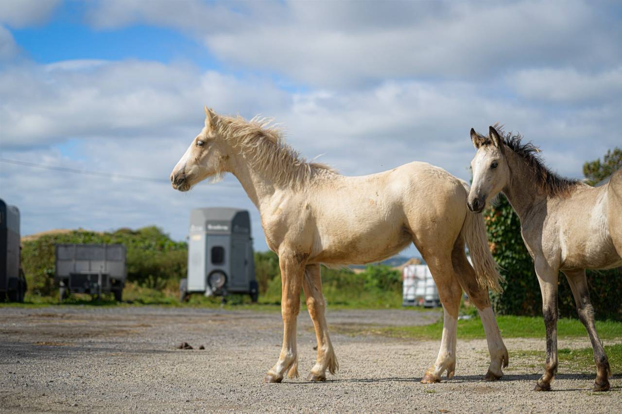 Filly Gypsy Cob For sale 2025 Palomino