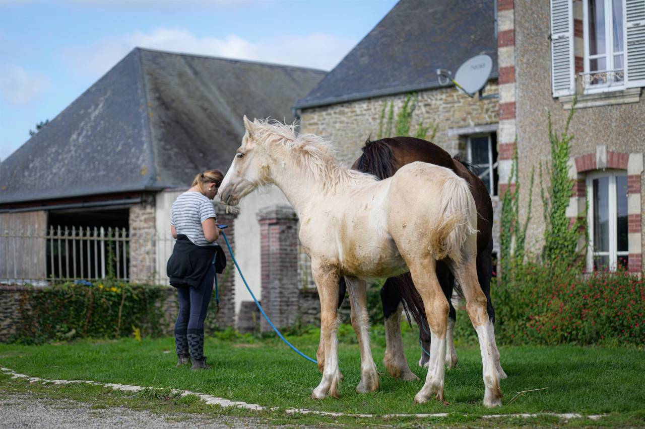 Filly Gypsy Cob For sale 2025 Palomino