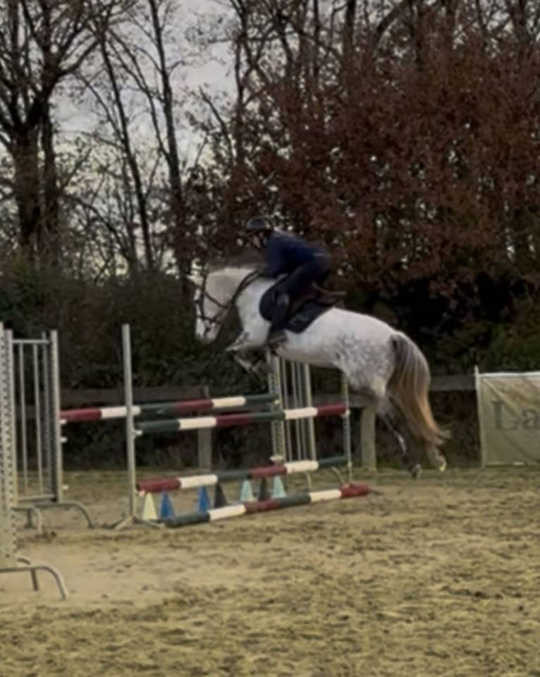 Gelding Connemara For sale 2017 Grey