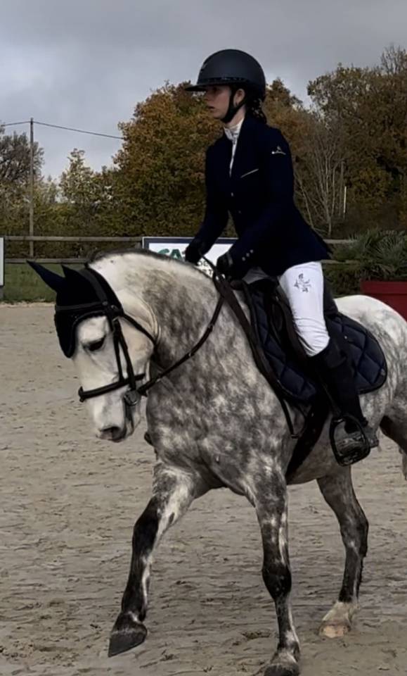 Gelding Connemara For sale 2017 Grey