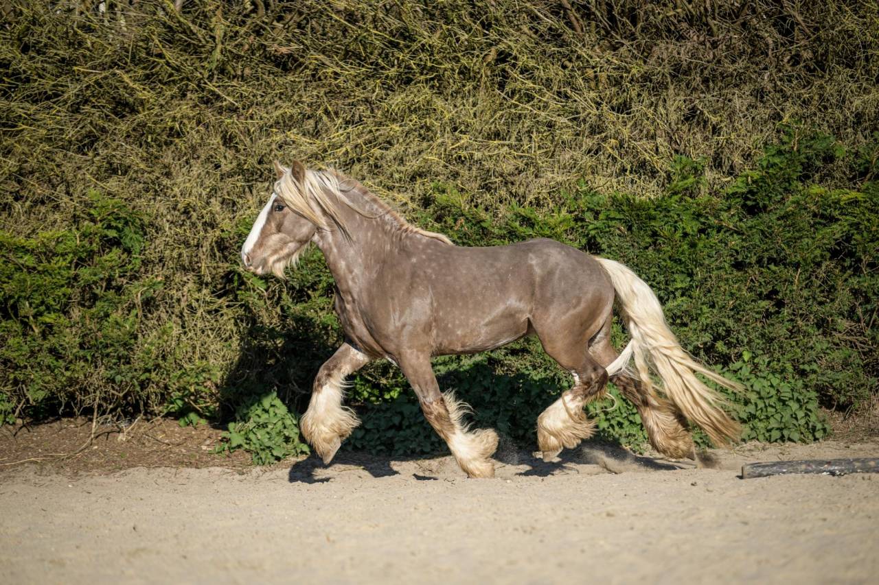 Edelweiss - Gypsy Cob 2022