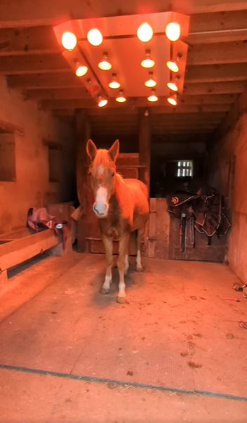 Mare French Saddle Pony For sale 2021 Chesnut