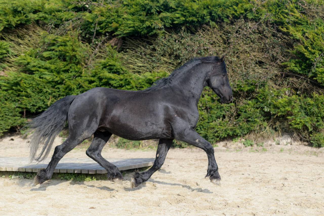 Elite de Gioux  - Friesian Arabian 2018