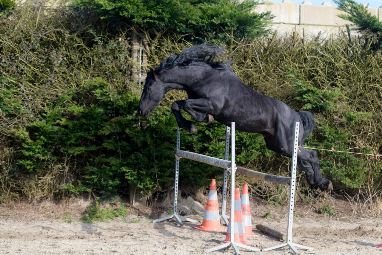 Elite de Gioux  - Friesian Arabian 2018