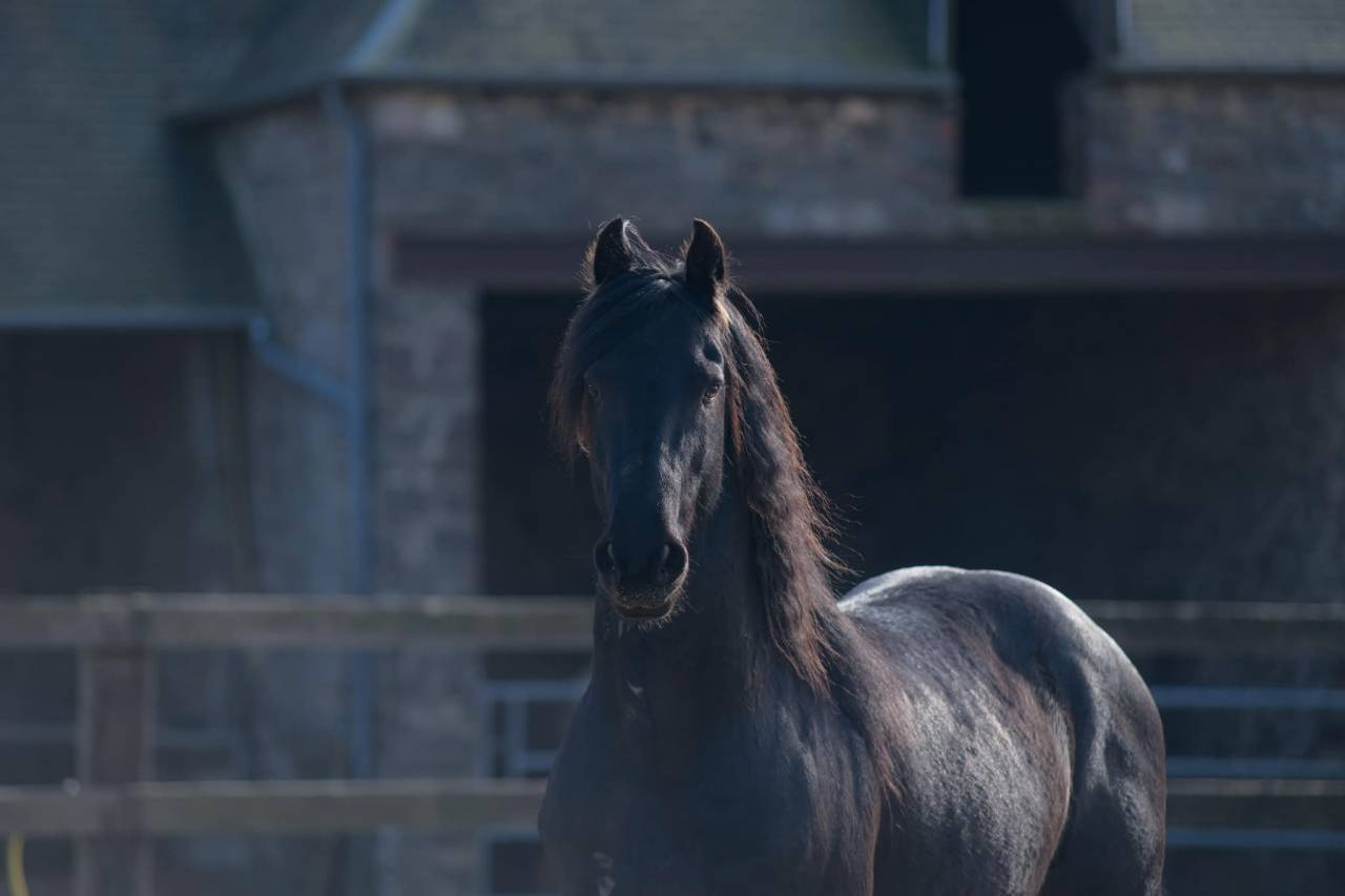 Elite de Gioux  - Friesian Arabian 2018