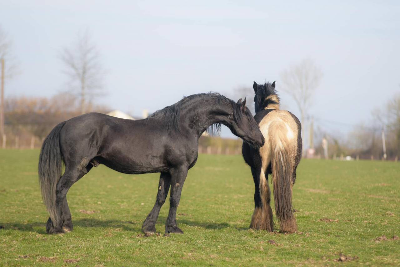 Elite de Gioux  - Friesian Arabian 2018