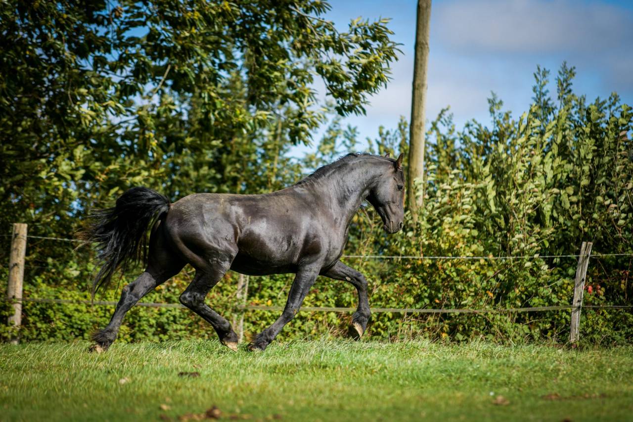 Elite de Gioux  - Friesian Arabian 2018