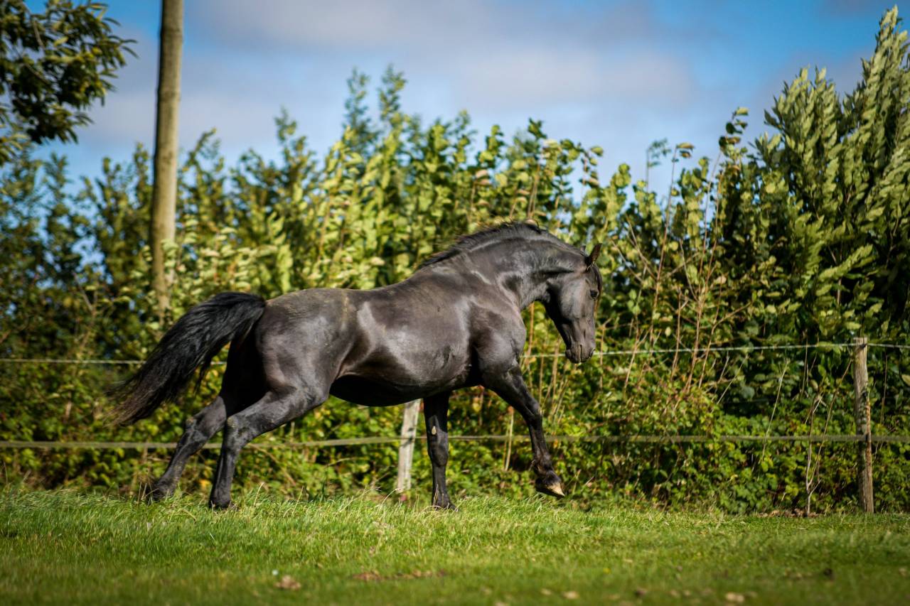 Elite de Gioux  - Friesian Arabian 2018