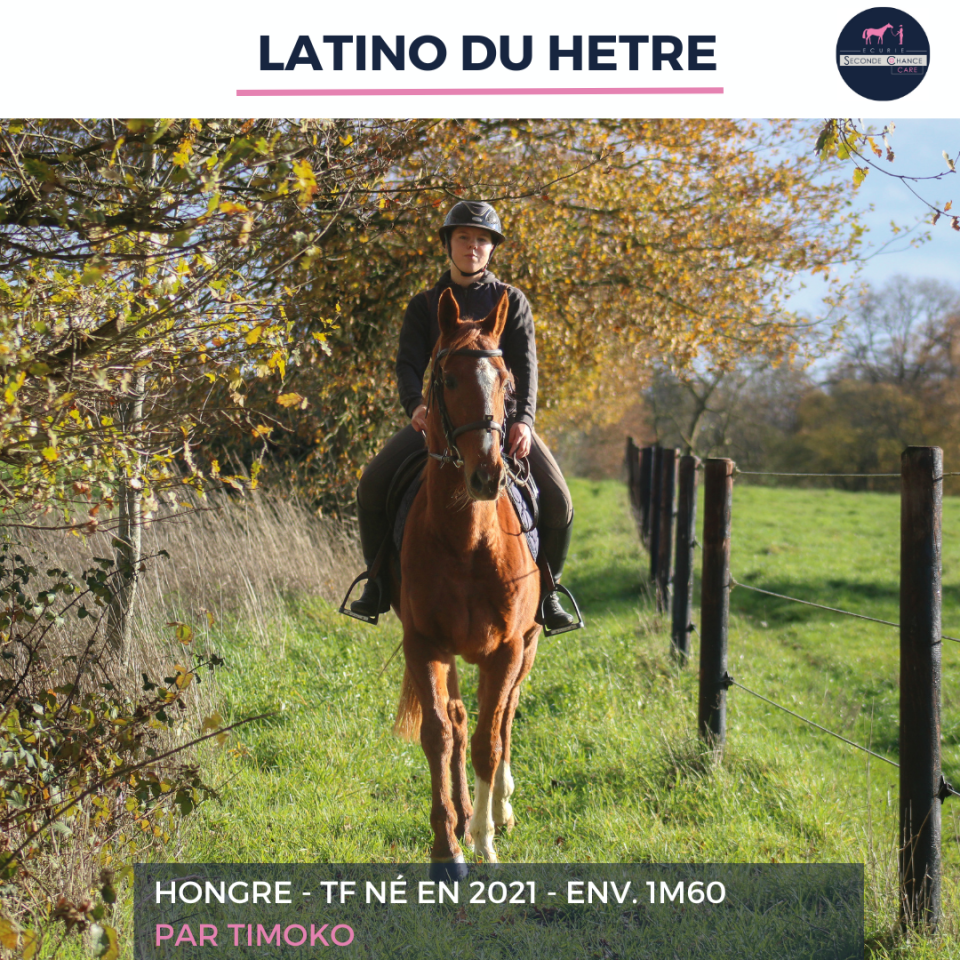 Gelding French Trotter For sale 2021 Chesnut