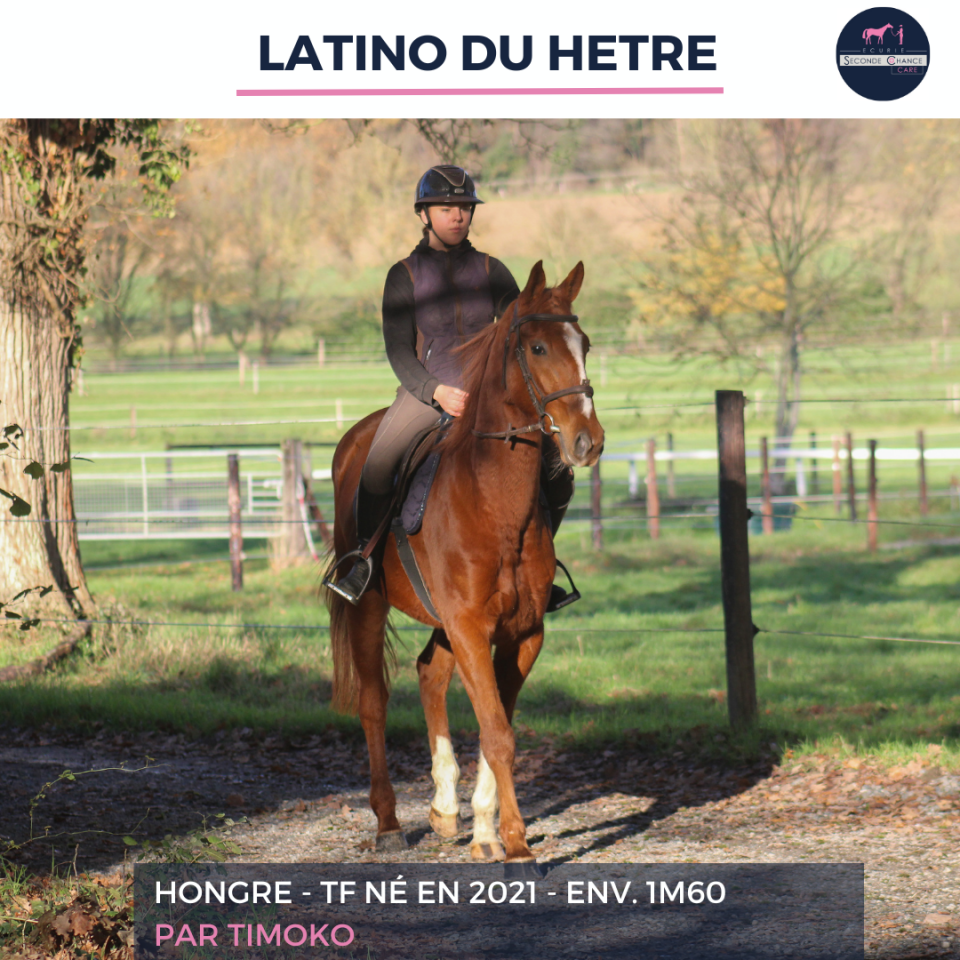 Gelding French Trotter For sale 2021 Chesnut