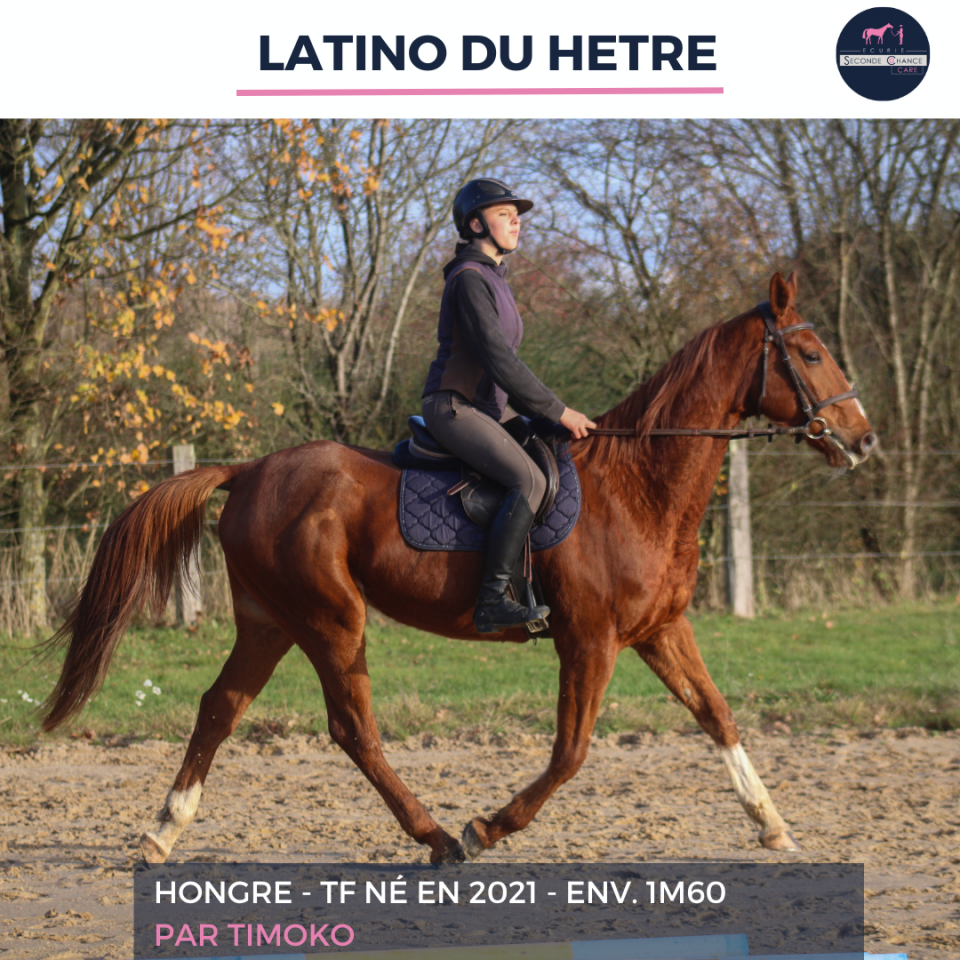 Gelding French Trotter For sale 2021 Chesnut