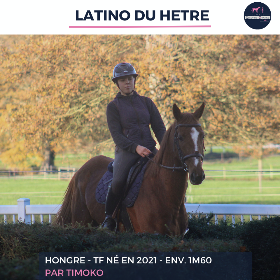 Gelding French Trotter For sale 2021 Chesnut