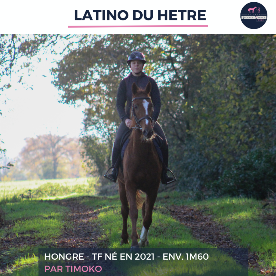 Gelding French Trotter For sale 2021 Chesnut