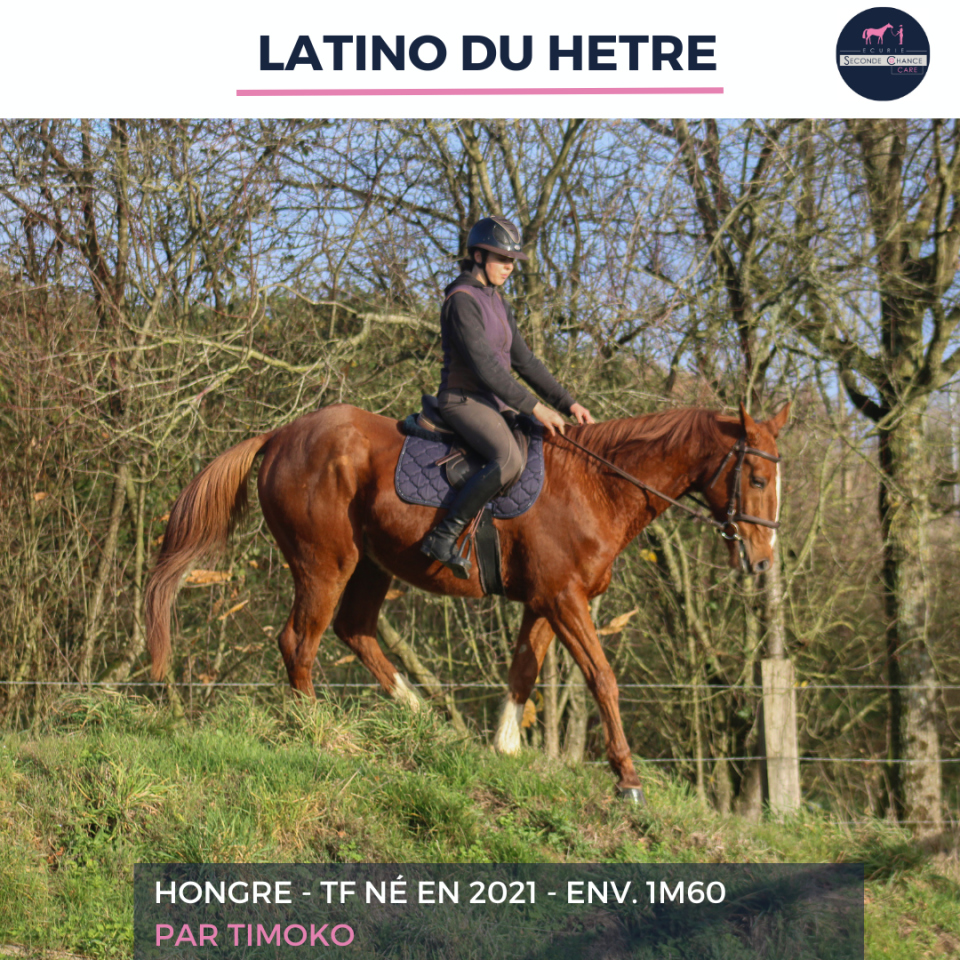 Gelding French Trotter For sale 2021 Chesnut