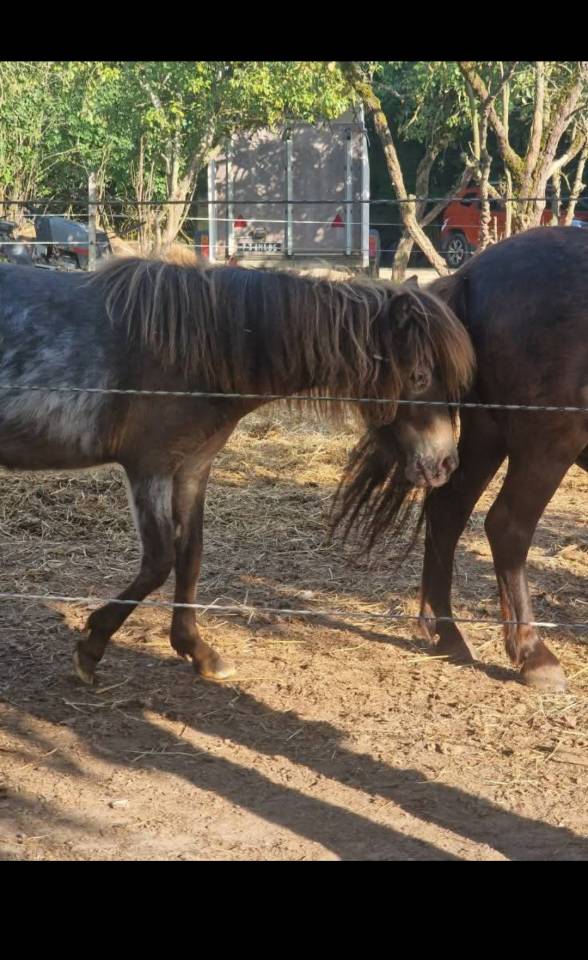 Filly Origin Recorded For sale 2024 Appaloosa