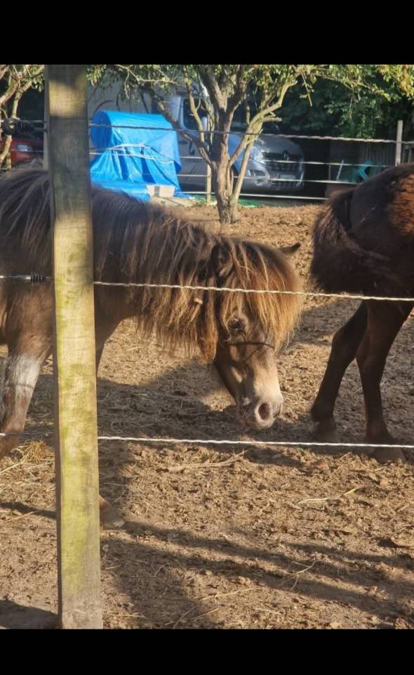 Filly Origin Recorded For sale 2024 Appaloosa