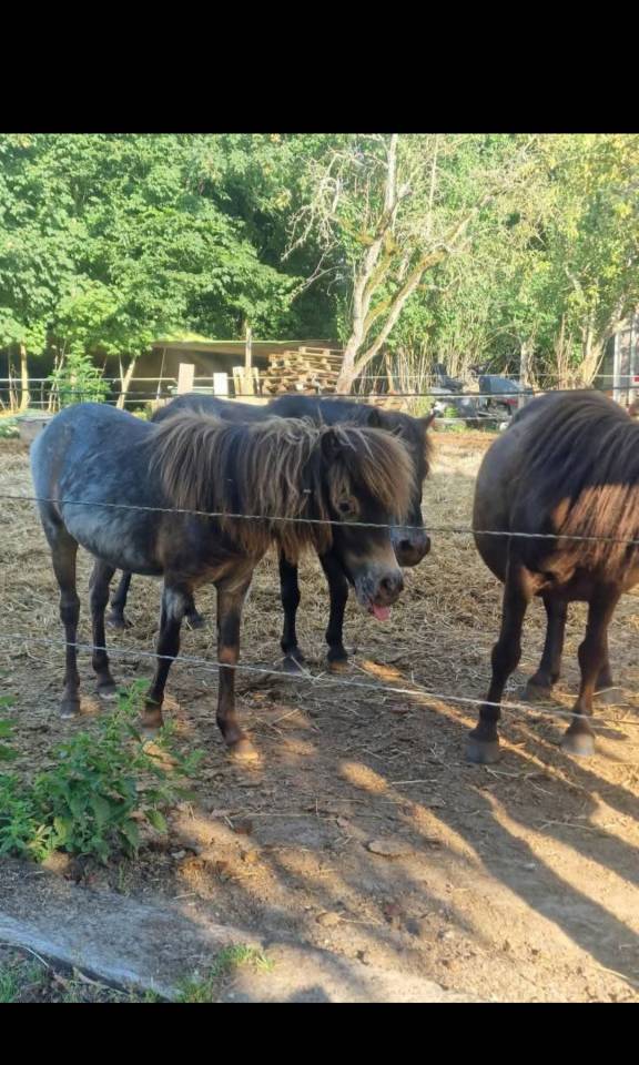 Filly Origin Recorded For sale 2024 Appaloosa