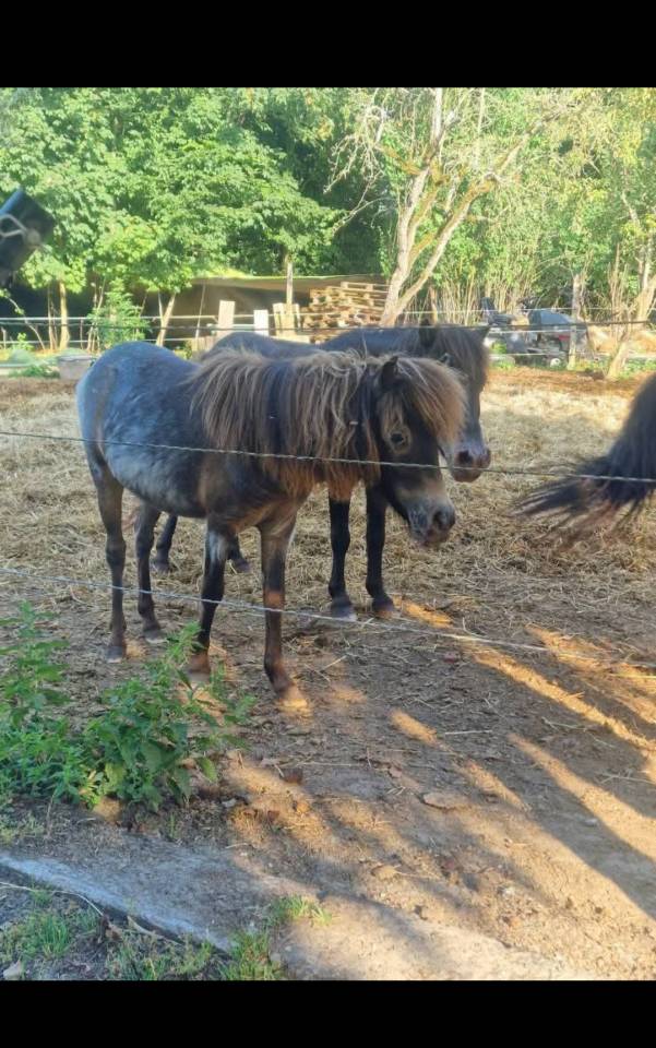 Filly Origin Recorded For sale 2024 Appaloosa