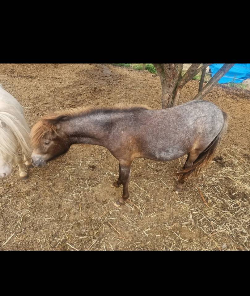 Filly Origin Recorded For sale 2024 Appaloosa