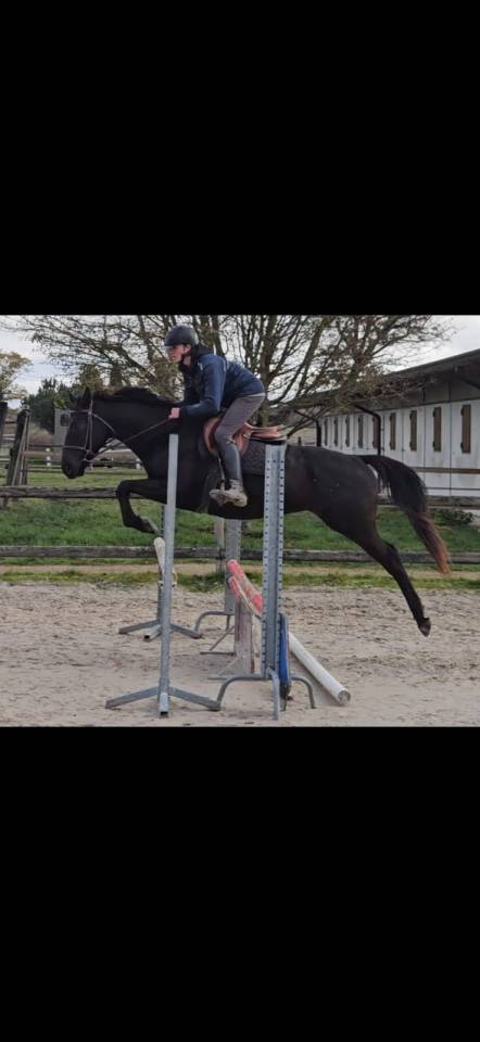 Gelding Anglo-Arabian For sale 2021 Black