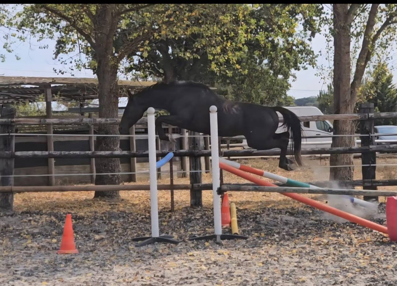 Gelding Anglo-Arabian For sale 2021 Black