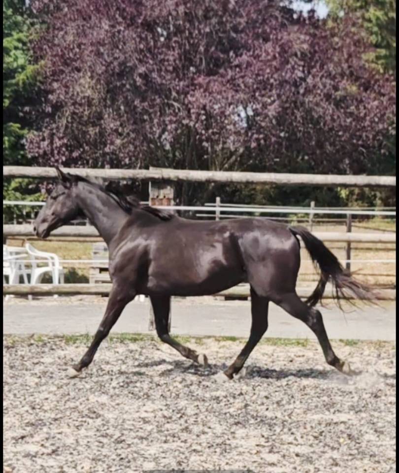 Gelding Anglo-Arabian For sale 2021 Black