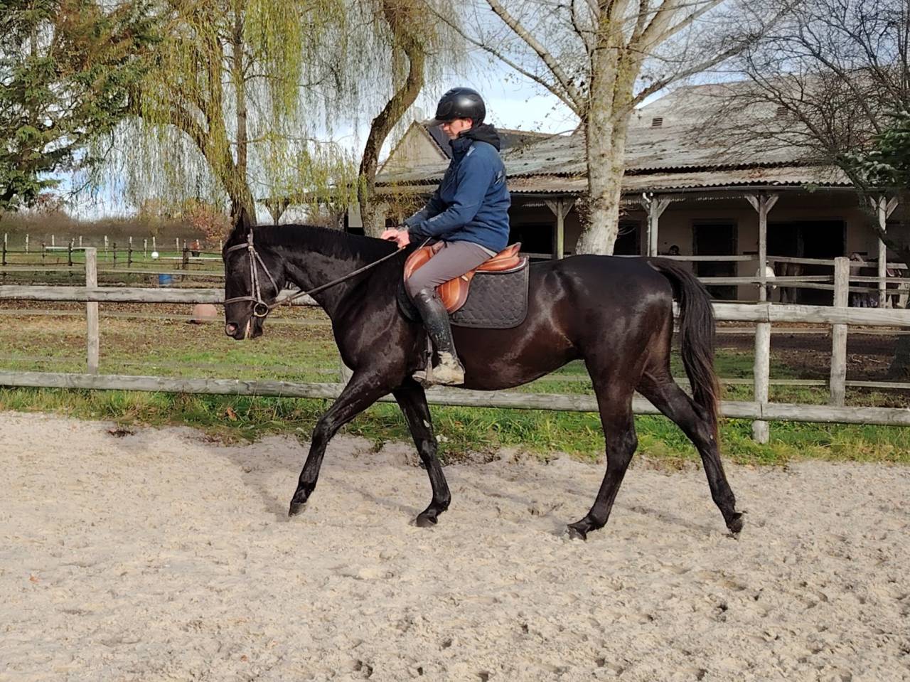 Gelding Anglo-Arabian For sale 2021 Black