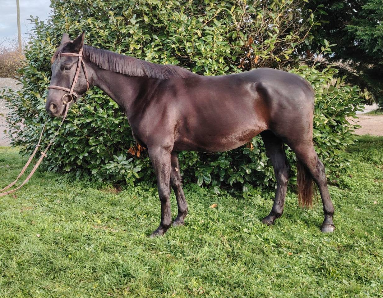Gelding Anglo-Arabian For sale 2021 Black