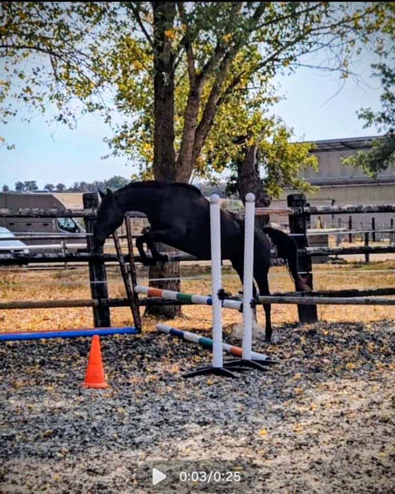 Gelding Anglo-Arabian For sale 2021 Black
