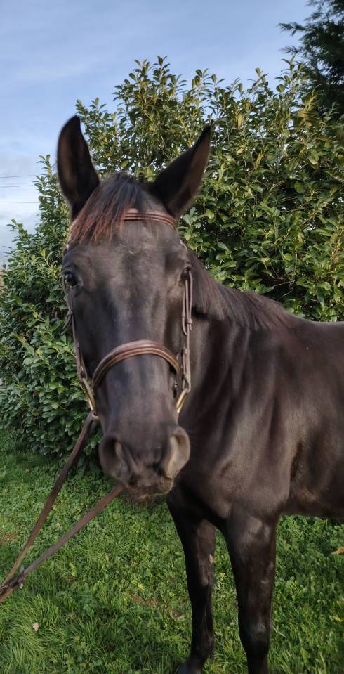 Gelding Anglo-Arabian For sale 2021 Black