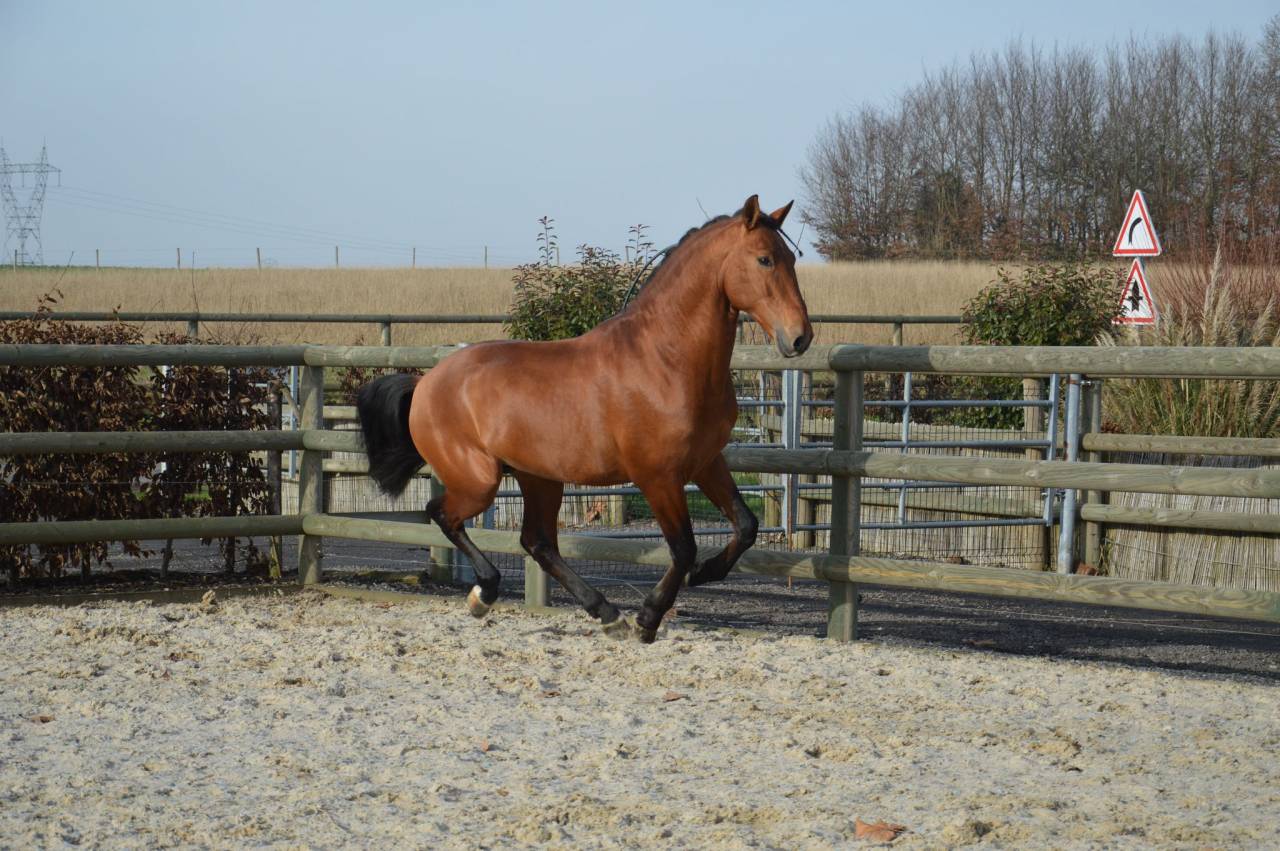 Entire PRE Pure Spanish Bred For sale 2019 Bay