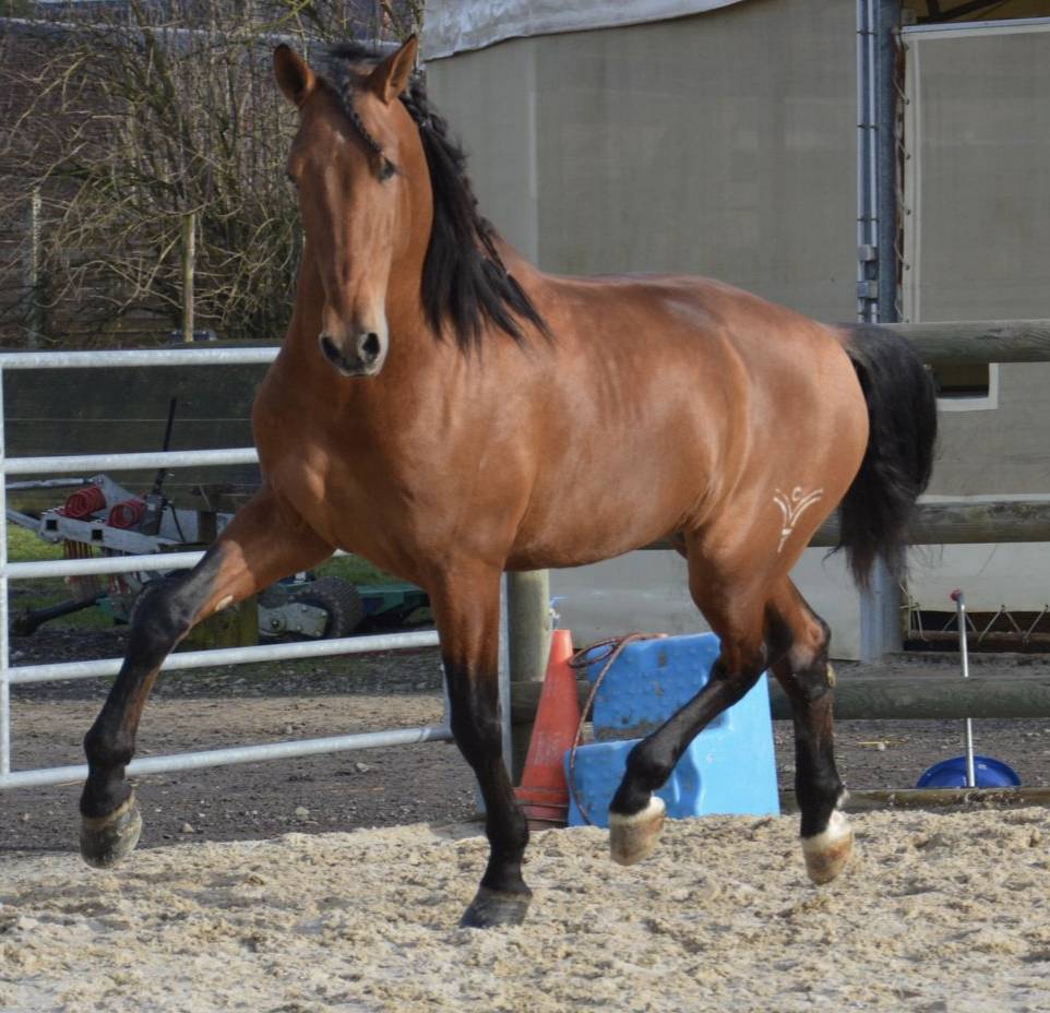 Entire PRE Pure Spanish Bred For sale 2019 Bay