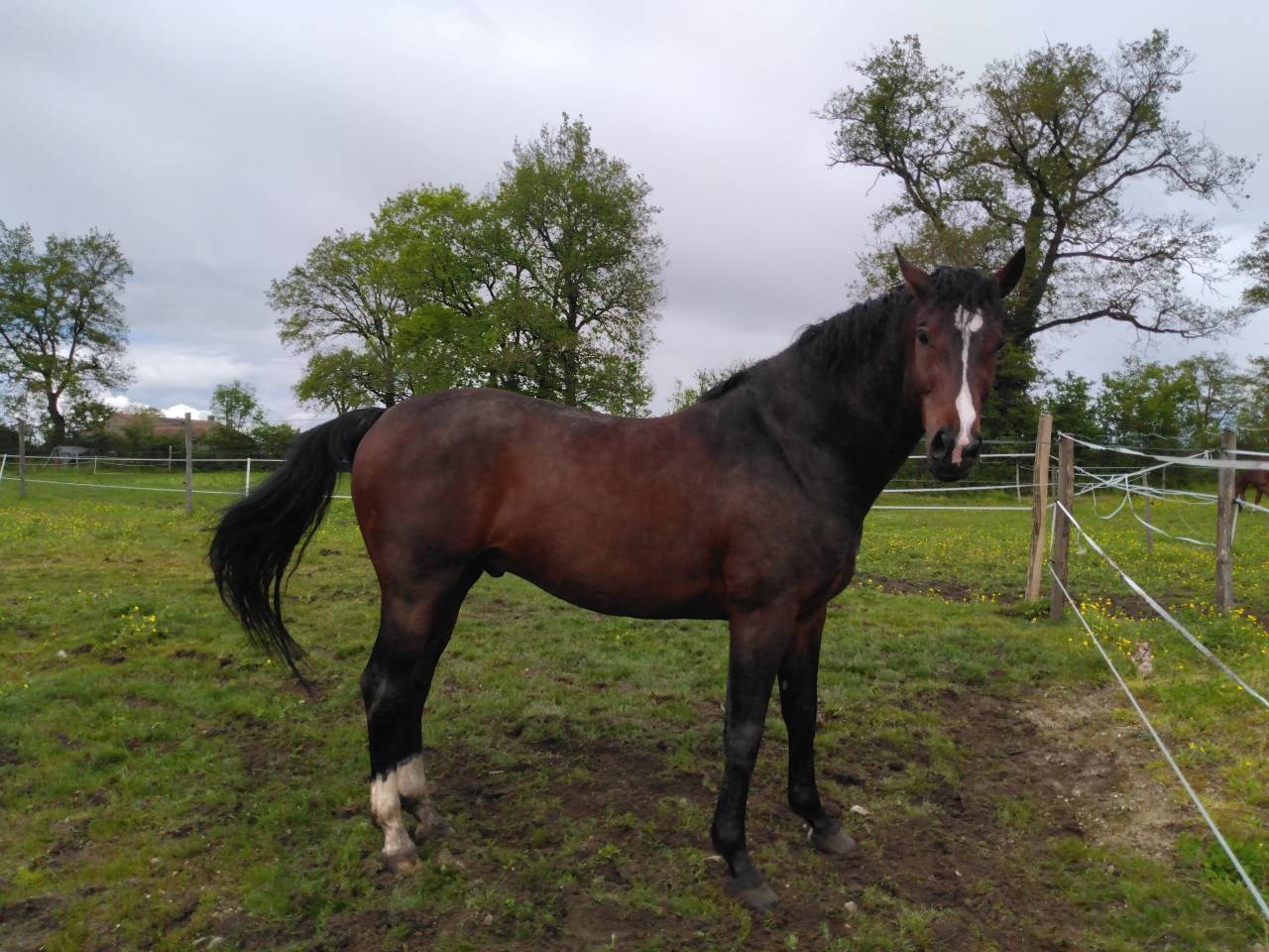 Gelding Selle Français For sale 2019 Dark Bay