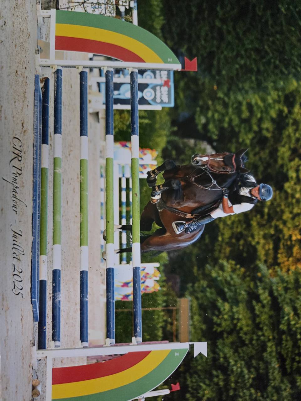 Gelding Selle Fran&ccedil;ais For sale 2019 Dark Bay