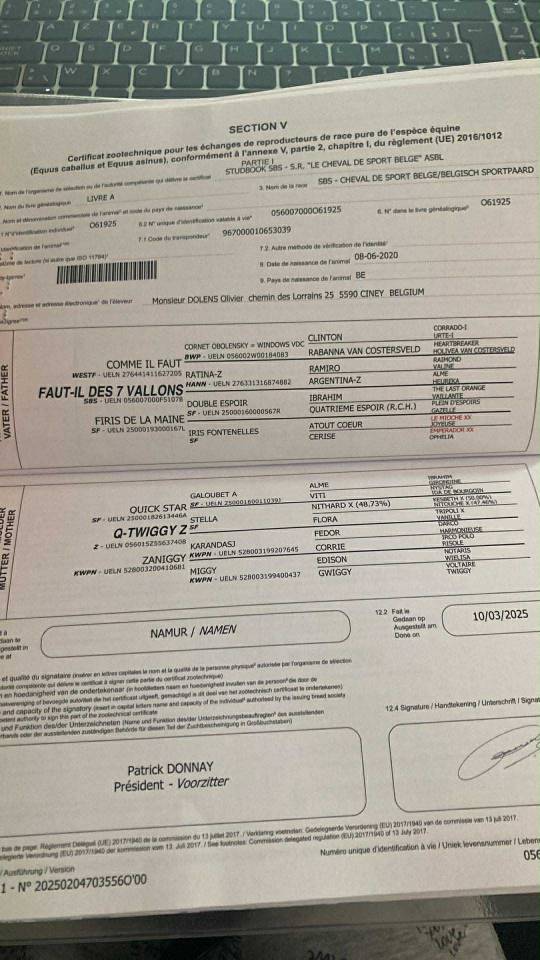 Gelding sBs Belgian Warmblood For sale 2020 Bay