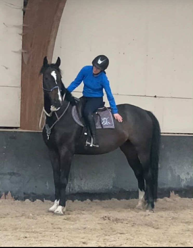 Gelding sBs Belgian Warmblood For sale 2020 Bay