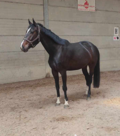 Gelding sBs Belgian Warmblood For sale 2020 Bay