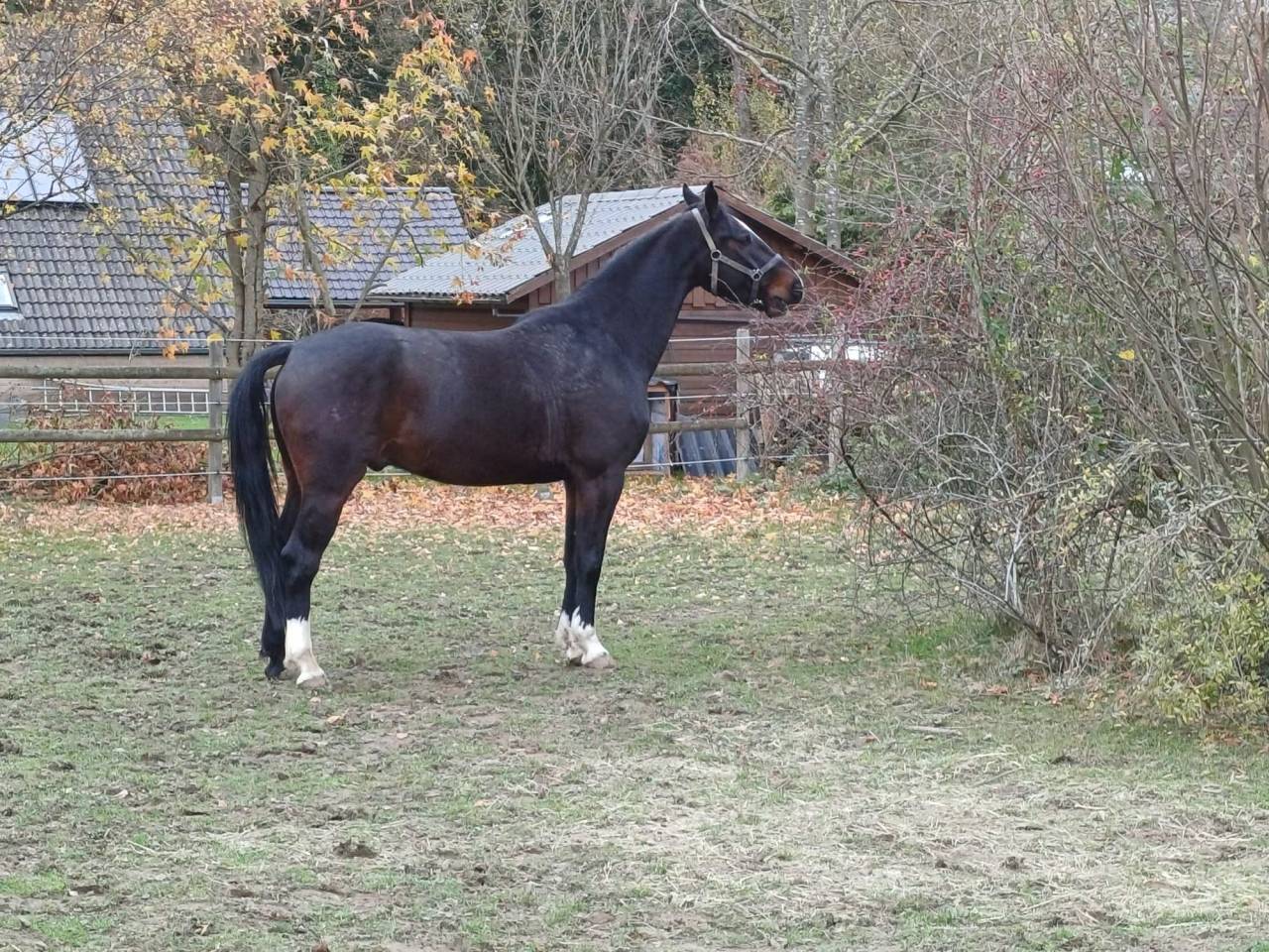 Gelding sBs Belgian Warmblood For sale 2020 Bay