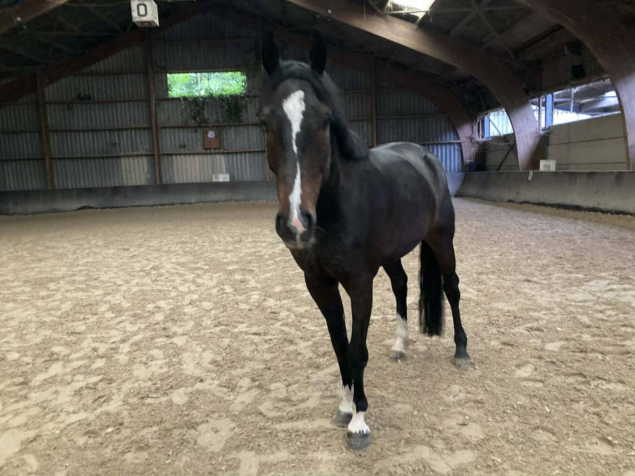 Gelding sBs Belgian Warmblood For sale 2020 Bay